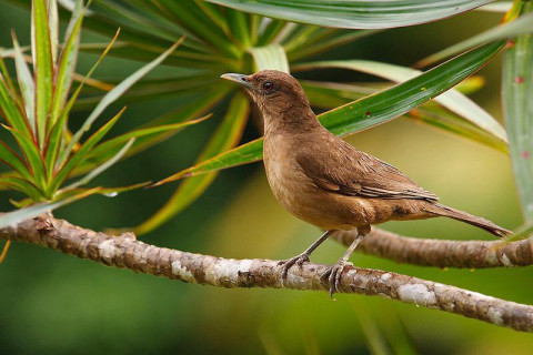 Un yigüirro, el ave nacional de Costa Rica.