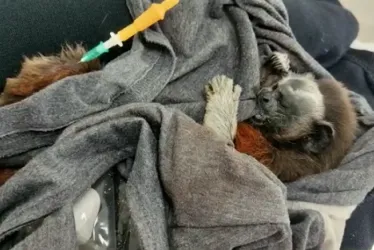 El mono tití gris rescatado, atendido en el Centro de Rehabilitación de Fauna Silvestre del Oriente de Caldas de Corpocaldas. 