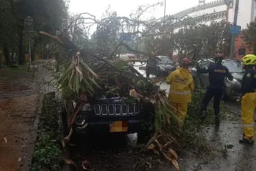 El sábado, un árbol cayó sobre un vehículo estacionado sobre la avenida Centenario, cerca de la Plaza de Toros.