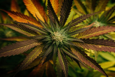 Planta de cannabis con su flor vista desde arriba