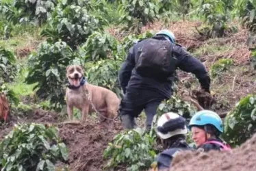  La llegada de los caninos de rescate en deslizamiento en Salamina. 