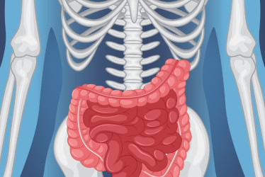 El intestino grueso, de rosado. El intestino delgado, de rojo.