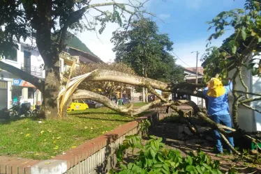 El árbol que se cayó en el parque La Candelaria de Riosucio. 