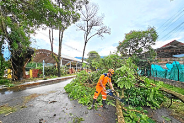 La Defensa Civil ayudó en el retiro de los árboles caídos en Supía y que obstruyeron el paso vial en la zona urbana.