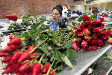 700 millones de rosas envía cada año Colombia a las floristerías de todo el mundo por San Valentín.
