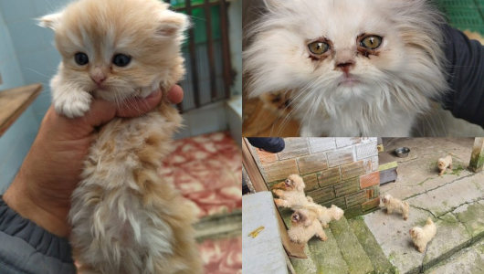 Rescatan 20 gatos y 14 perros abandonados en una finca en vereda de Manizales 