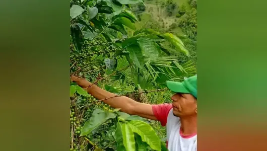 Cosecha de mitaca, ni se vio