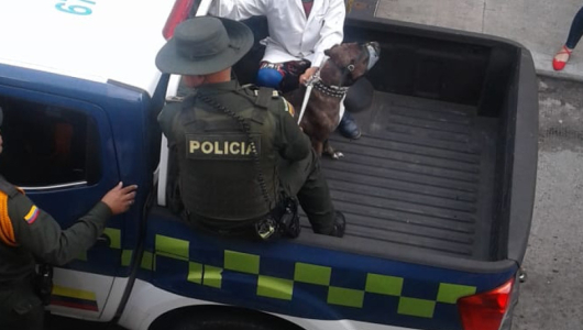 Procuraduría pide información al ICBF por caso de pitbull que mató a menor en Villamaría