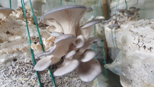 Villalili en Palestina (Caldas) usa residuos del café para cultivar la orellana