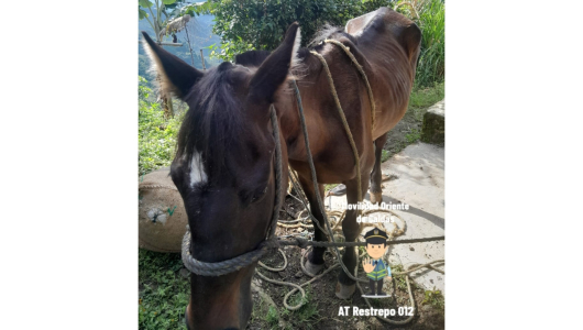 Denuncian que caballo sufre maltrato en Bolivia, corregimiento de Pensilvania (Caldas)