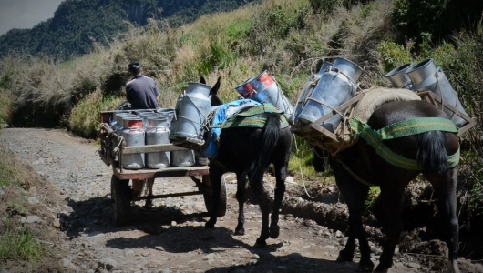 Leche colombiana, hecha polvo por baja demanda: tres retos que enfrenta el sector lácteo