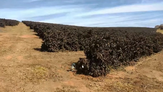 Heladas y sequías afectarán caficultura de Brasil en 2025, precios podrían subir 