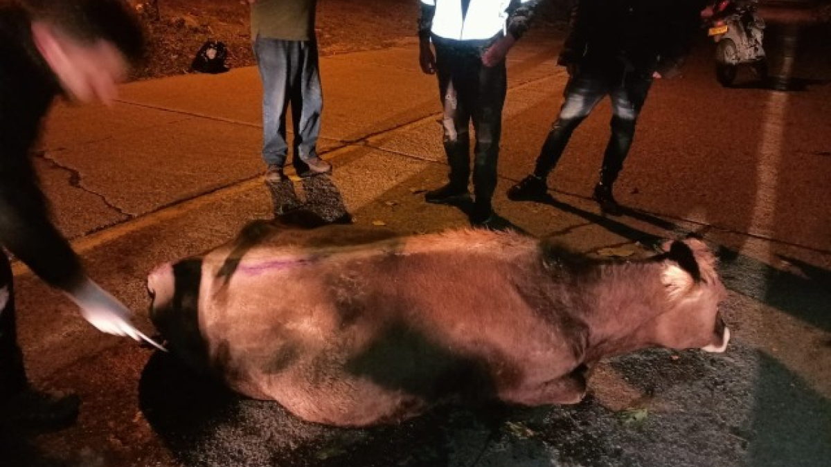 Atendieron vaca que rodó 50 metros por ladera entre Manizales y Neira