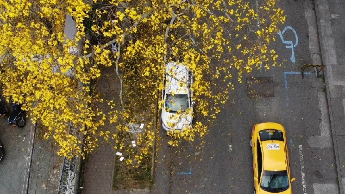 El gris del asfalto en la calle 53B, en El Triángulo, se tiñe cada año con el techo amarillo de estas flores.