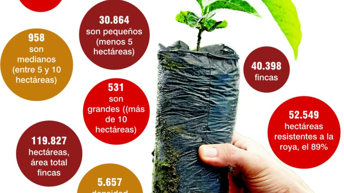 Renovación cafetales