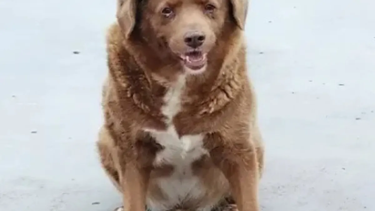 Él es Bobi, a quien recibió el Récord Guinnes como el perro más viejo del mundo.