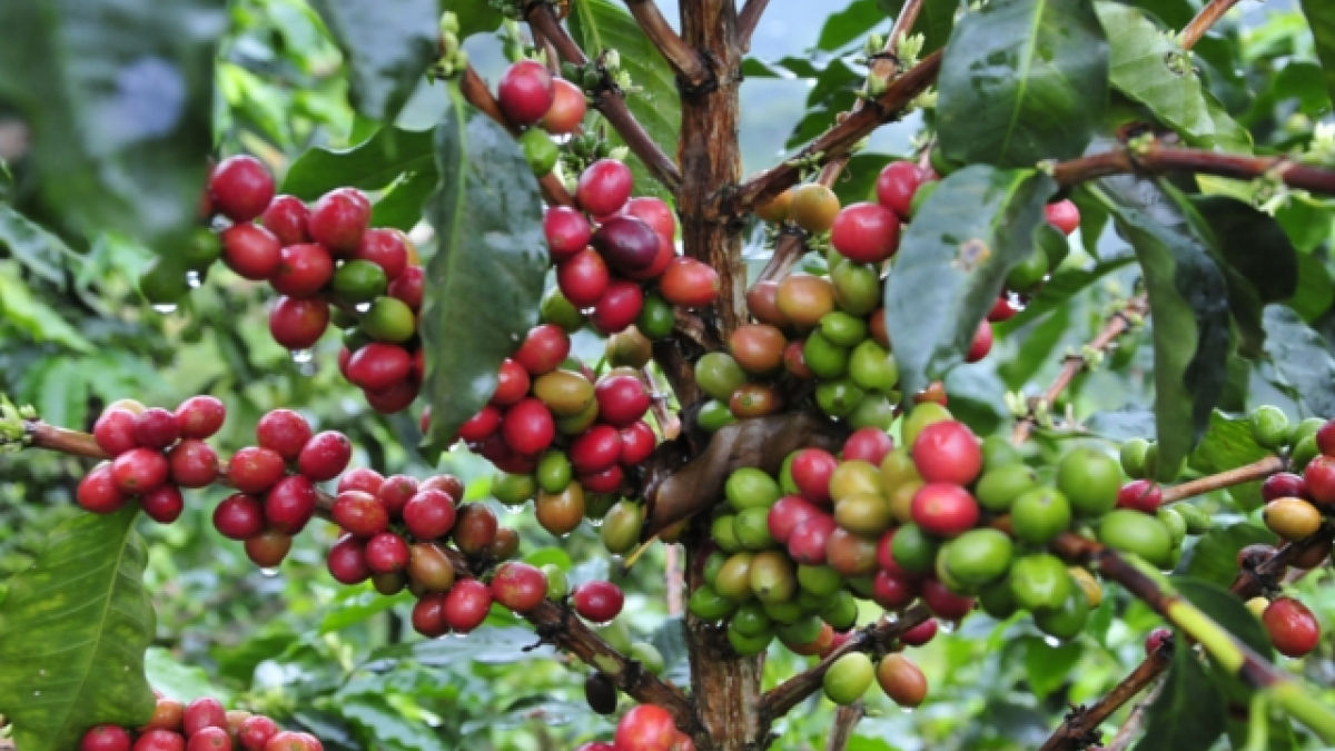 La producción de café en Colombia cayó 10% en los últimos 12 meses