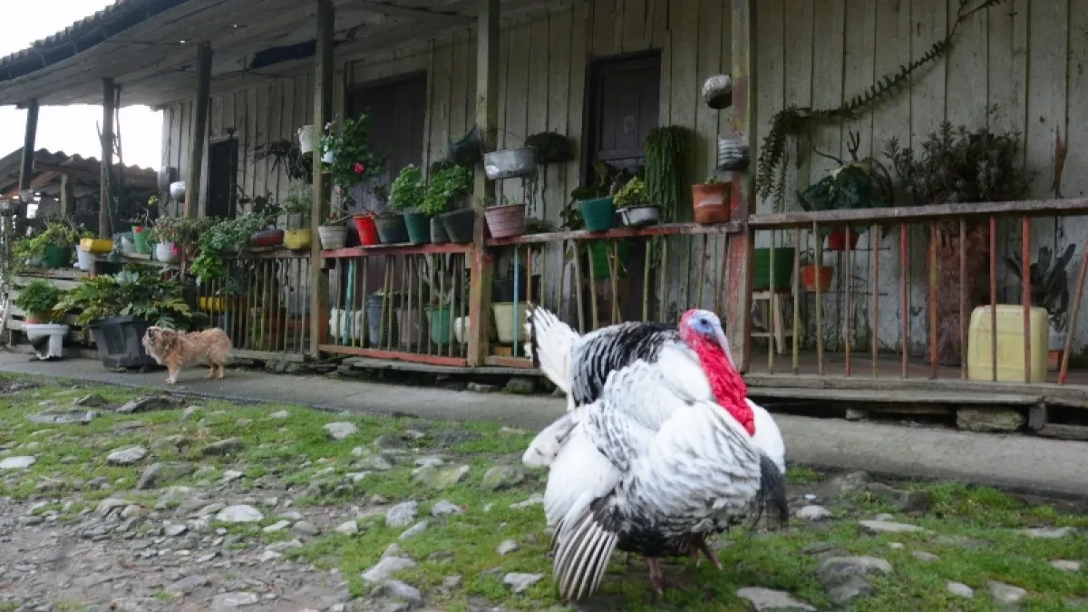 Pueblo Nuevo está a 180 Kilómetros de Manizales, en una ruta que pasa por Petaqueros, Manzanares hasta llegar a la cabecera municipal de Pensilvania. De allí se continúa por una vía destapa, con su paisaje de casas en tabla parada, en arquitectura de la colonización antioqueña.