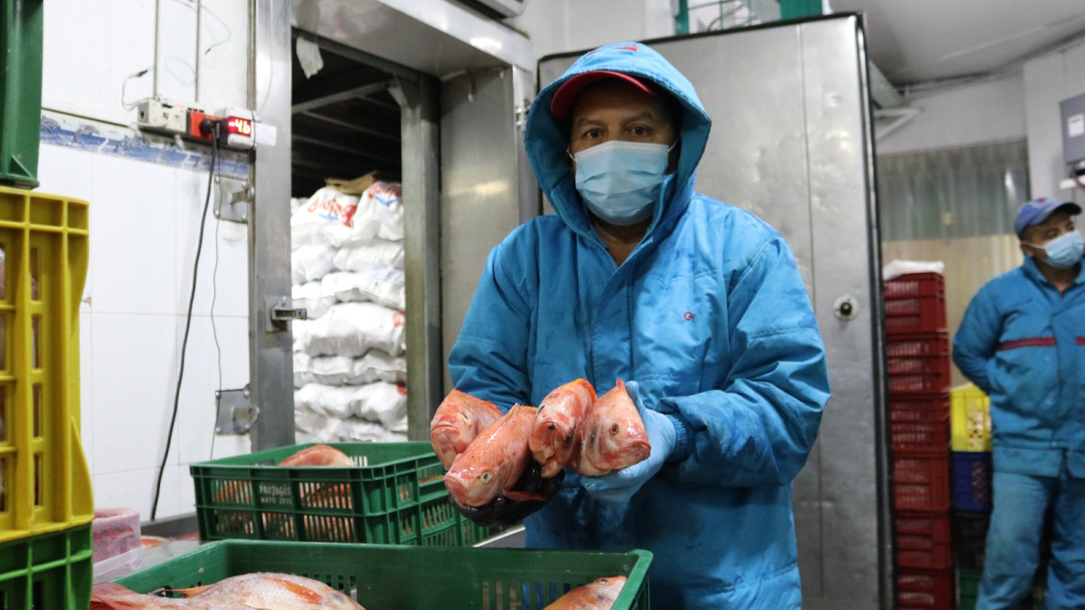 La disponibilidad para la Semana Santa fue producida por los 125 mil pescadores y tres mil 745 acuicultores.