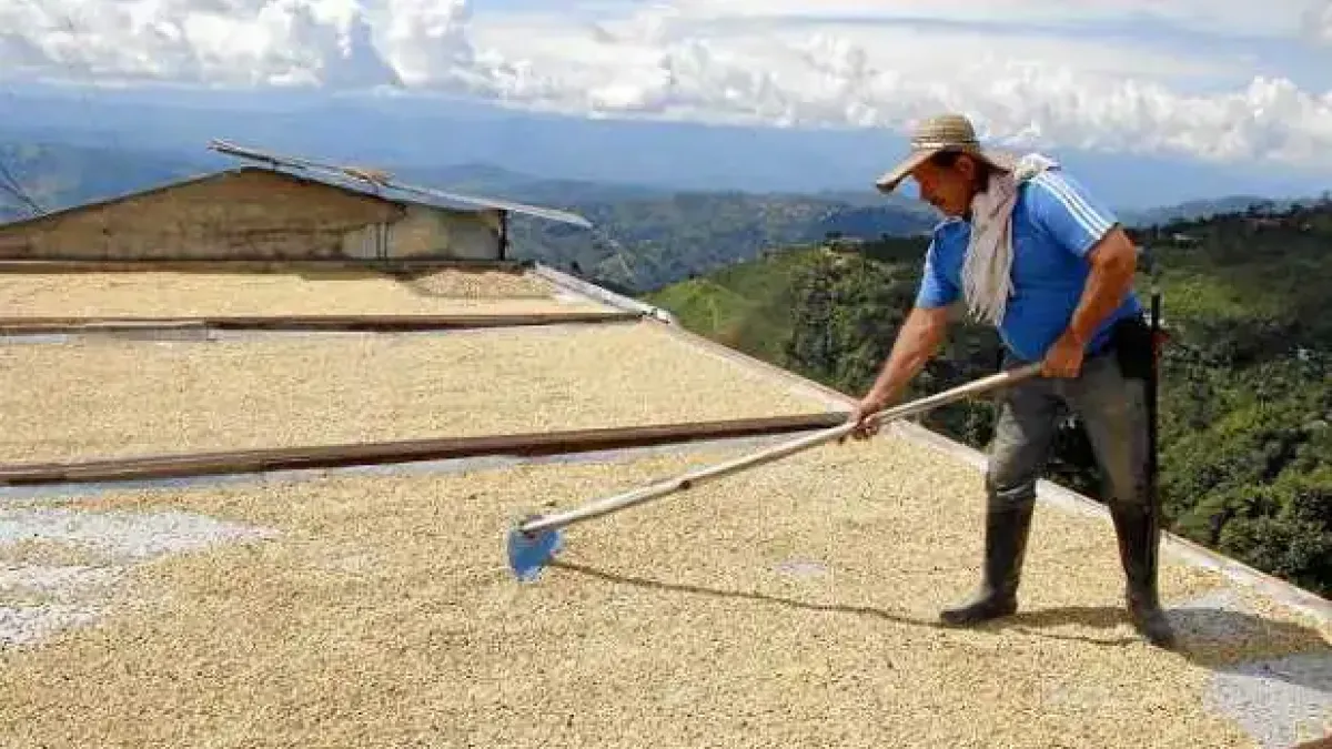 secado café