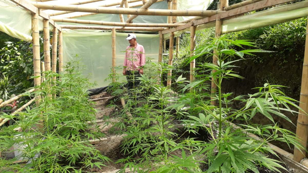 Fotos |Julián García| LA PATRIA  Los cannabicultores de Asomedicannabis, son 22 cultivadores.
