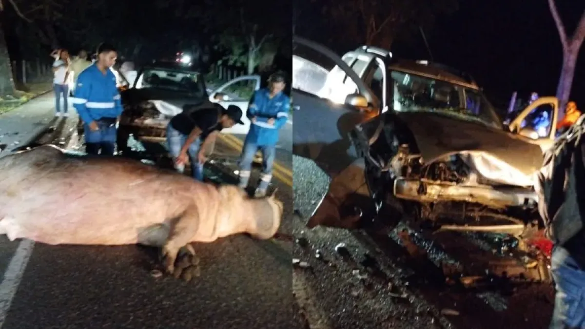 El sitio del accidente en el que un carro colisionó contra un hipopótamo.