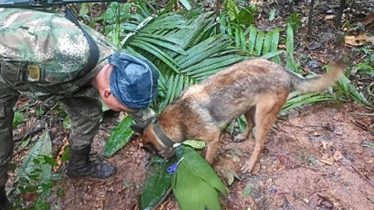 Gracias a la orientación del canino Ulises, las Fuerzas Especiales encontraron un refugio improvisado y elementos que darían indicios del rastro de los menores desparecidos tras el accidente de la aeronave Cessna 206.
