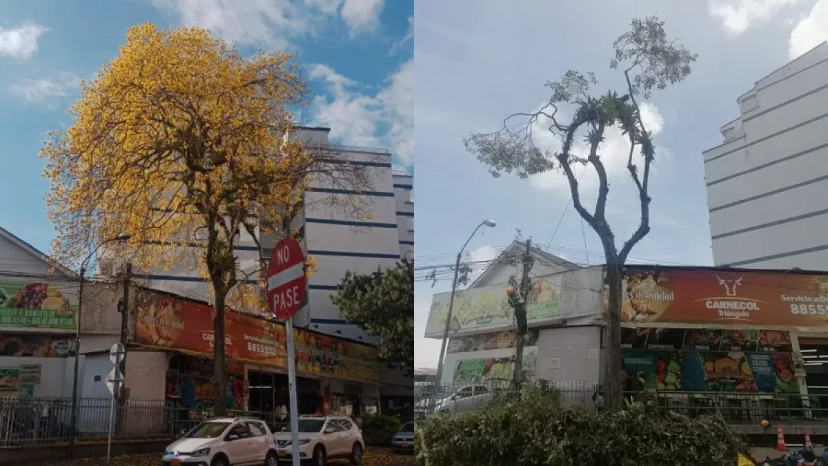 Así lucía el guayacán en febrero de este año, así quedó hoy después de la poda. 