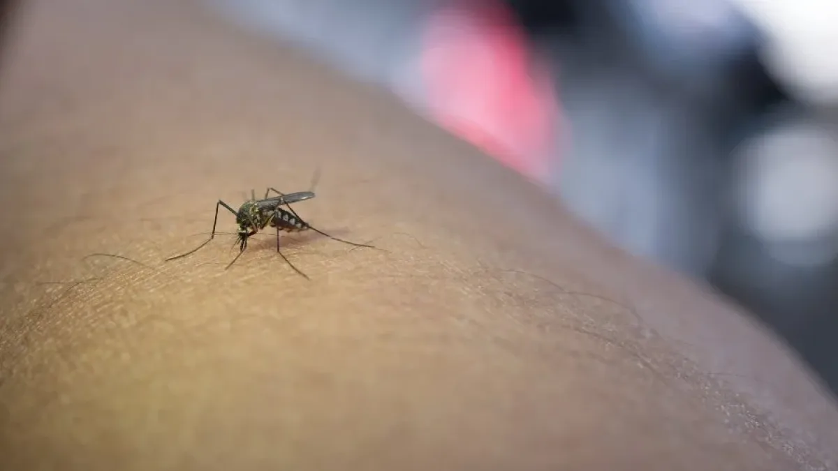 OMS dice que dengue en América puede aumentar en segundo semestre