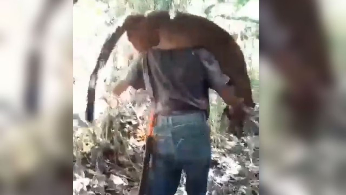 El puma después de ser asesinado en el Valle del Cauca. 