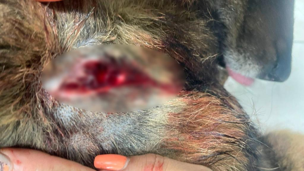 El perro llamado Feo presenta una lesión por arma blanca en el hombro derecho. Por el hecho detuvieron a un sujeto, de 32 años, en la Comuna Ciudadela del Norte, de Manizales. 