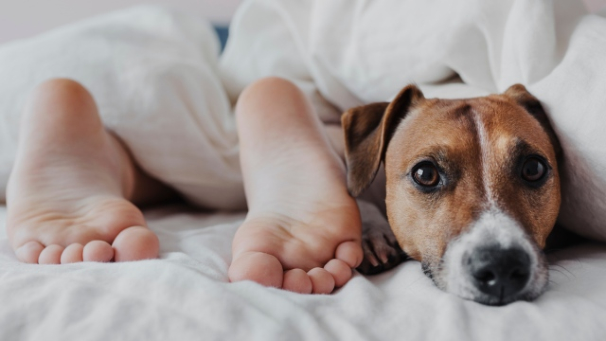 Pies de una persona y cabeza de un perro saliendo de las cobijas en una cama.