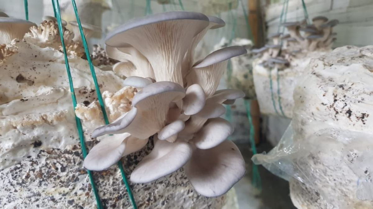 Cultivo de hongos