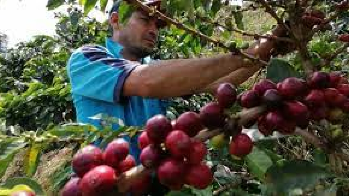 Producción de café