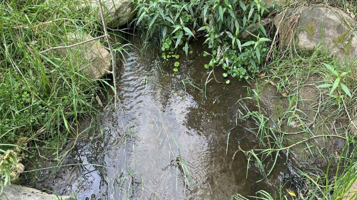 Corpocaldas explicó que el hallazgo de cianuro "confirma la presencia de una amenaza seria para la salud de la fauna local y posiblemente para quienes hacen uso de esta fuente hídrica en el sector".