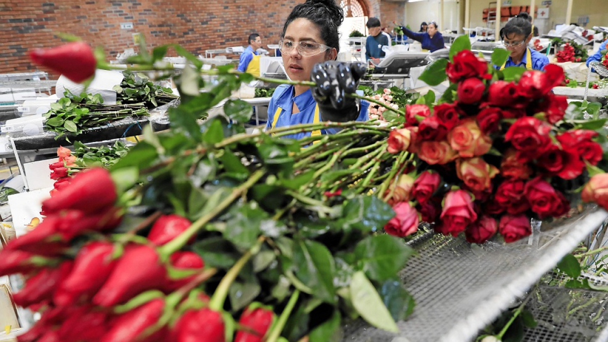 700 millones de rosas envía cada año Colombia a las floristerías de todo el mundo por San Valentín.