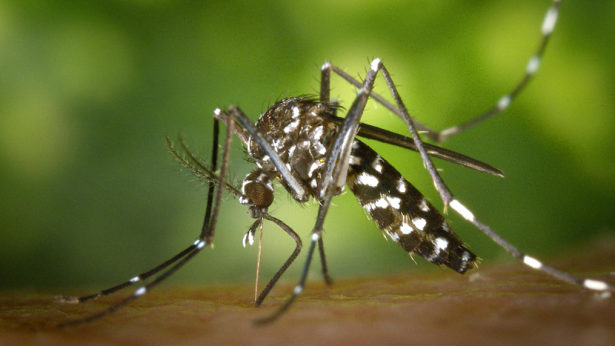 Dengue