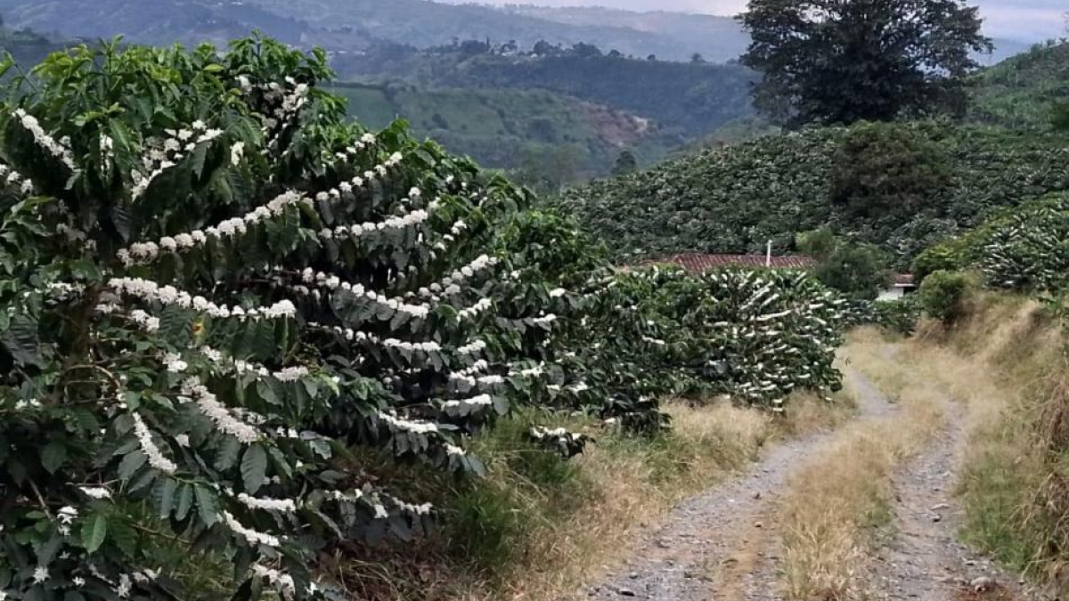 floraciones de café