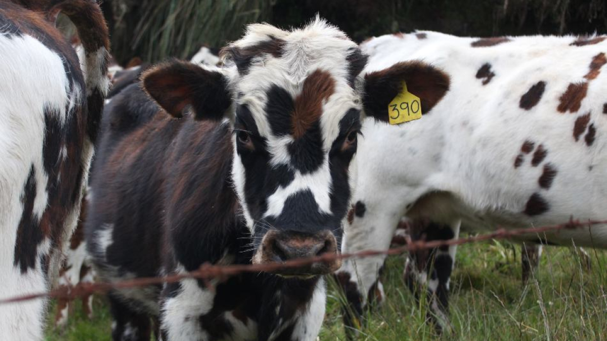 De acuerdo con los primeros reportes, la producción de leche ha tenido reducciones de hasta un 15%.