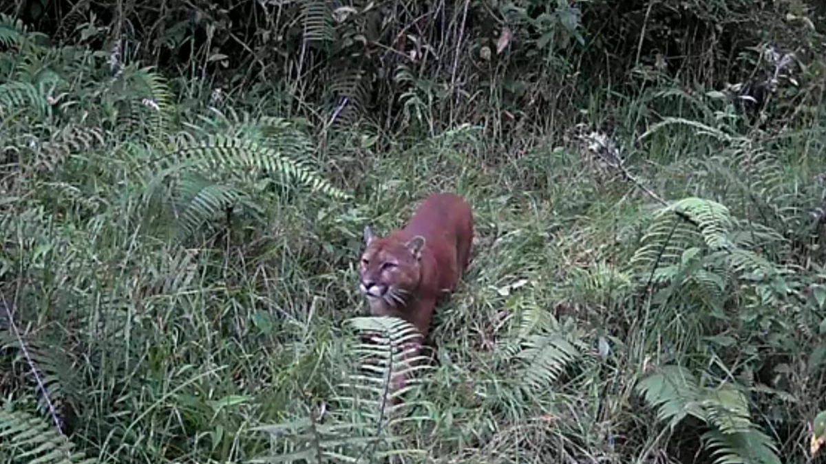 Un puma ha atacado animales domésticos en la vereda Montaño. Los vecinos solicitan acompañamiento de Corpocaldas.