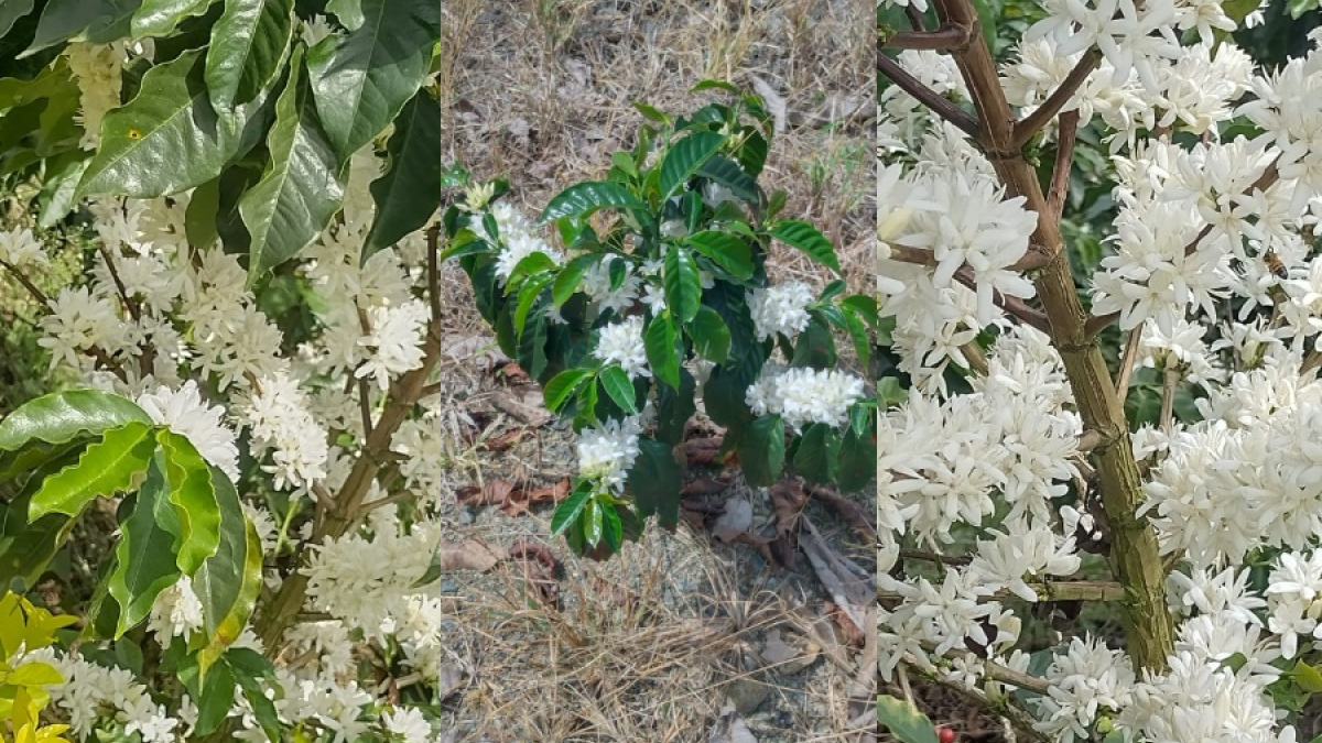 Floraciones de café reportadas en Caldas.