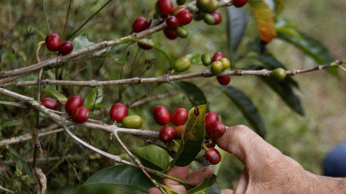 Desde abril se modificarán en Colombia los parámetros o las fórmulas de rendimiento para comprar el café.