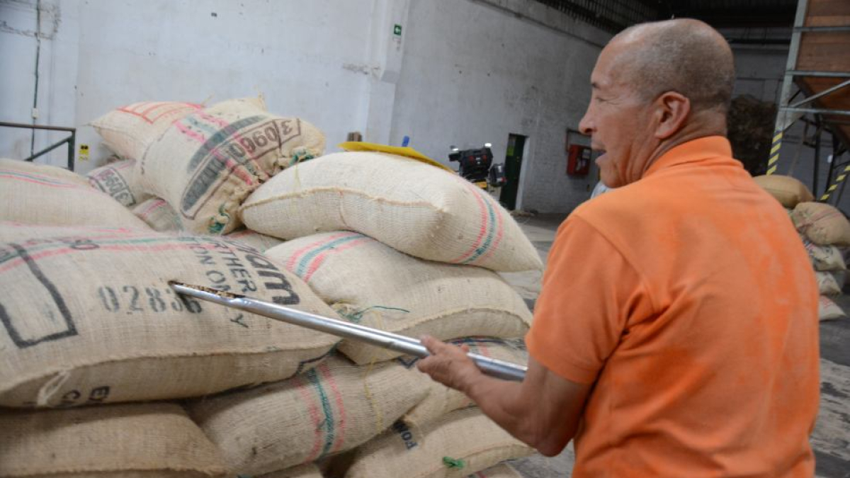 Hoy se tienen promedios de cafés con broca de hasta el 8%. Así mismo, el averanado se trepó 15% en promedio.