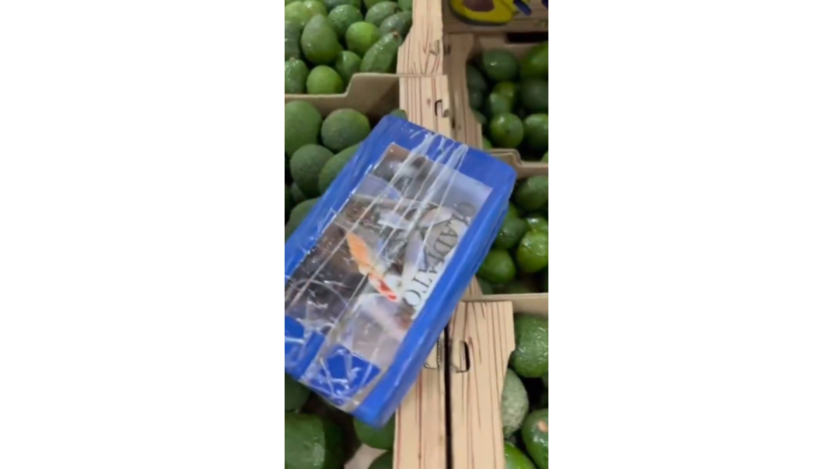 Los paquetes de la cocaína incautada estaban camuflados en un cargamento de aguacate que sería transportado a Portugal.
