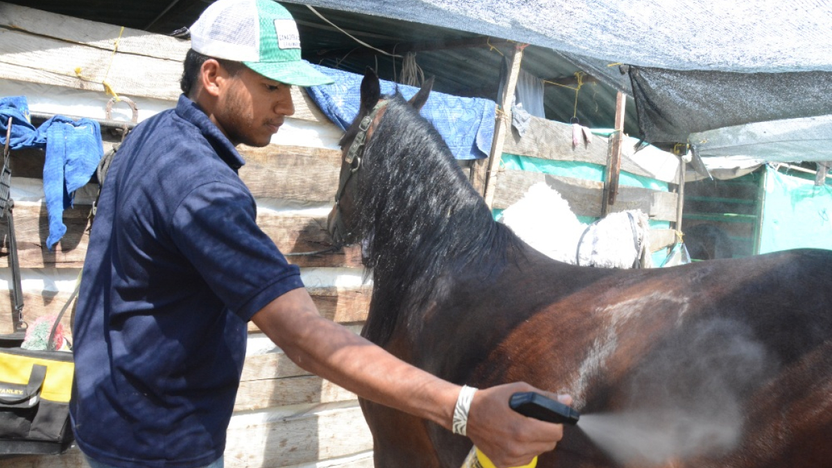 El palafrenero Bryan Jiménez cuidando el pelo de la yegua Dulce inesperada de la Marqueza de Tenjo (Cundinamarca).