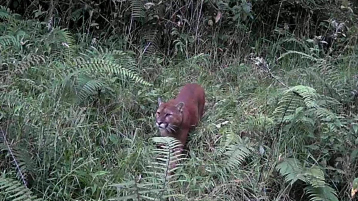 Habitantes de la vereda manifiestan ver el felino merodear por los fincas más alejadas del sector.