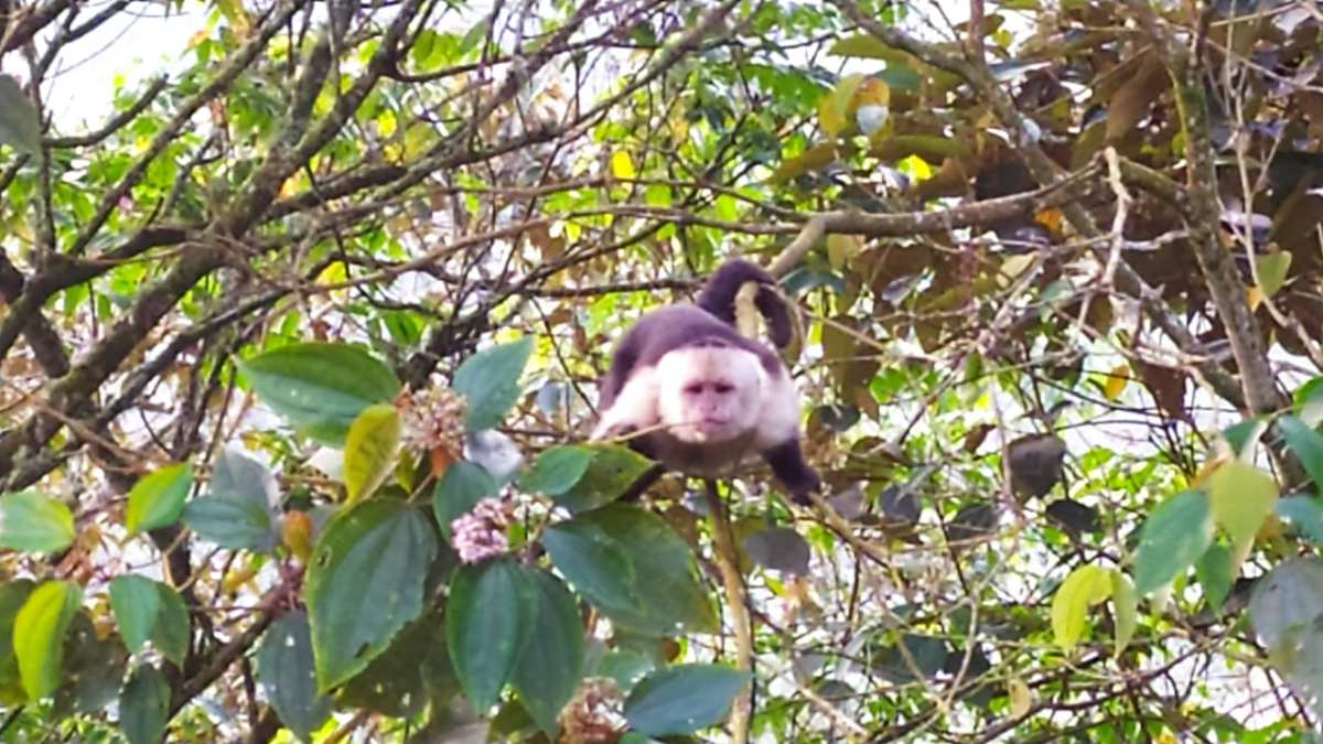 mono capuchino (Cebus capucinus)