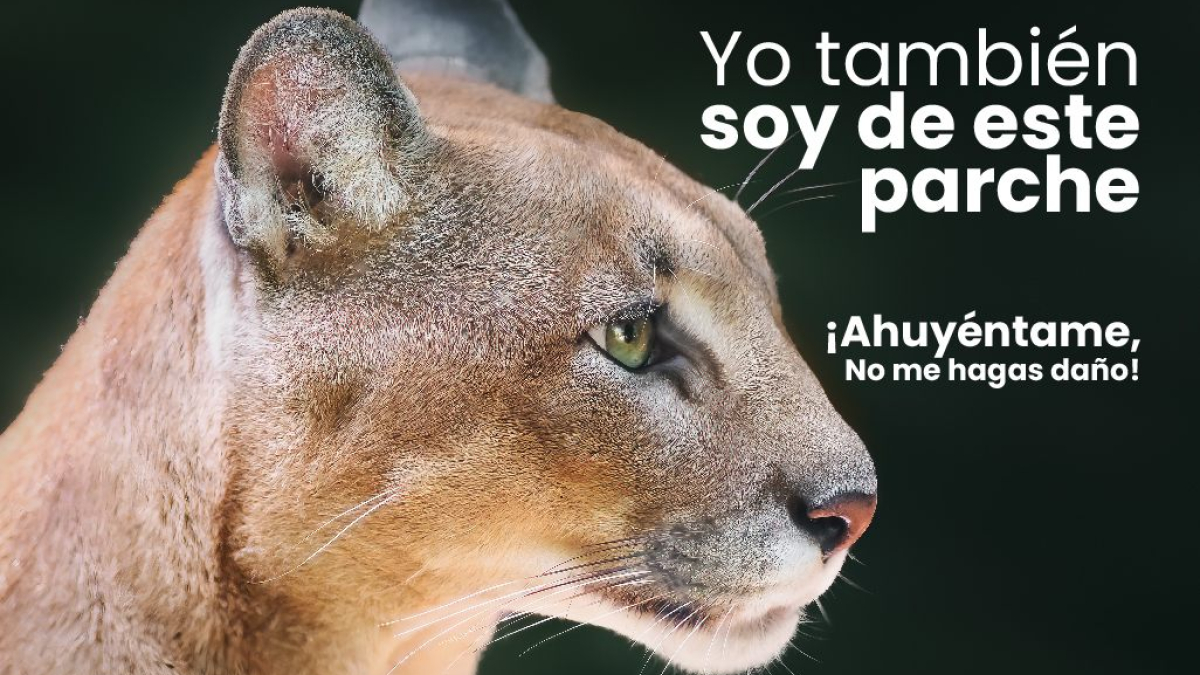 Con esta imagen Corpocaldas invitó a la comunidad de la vereda Montaño a tener en cuenta recomendaciones para ahuyentar al puma. 