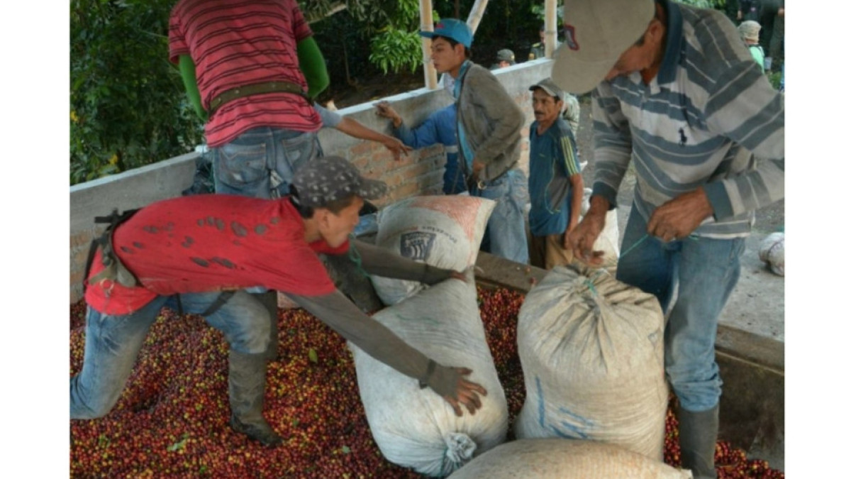 Recolectores de café en Caldas
