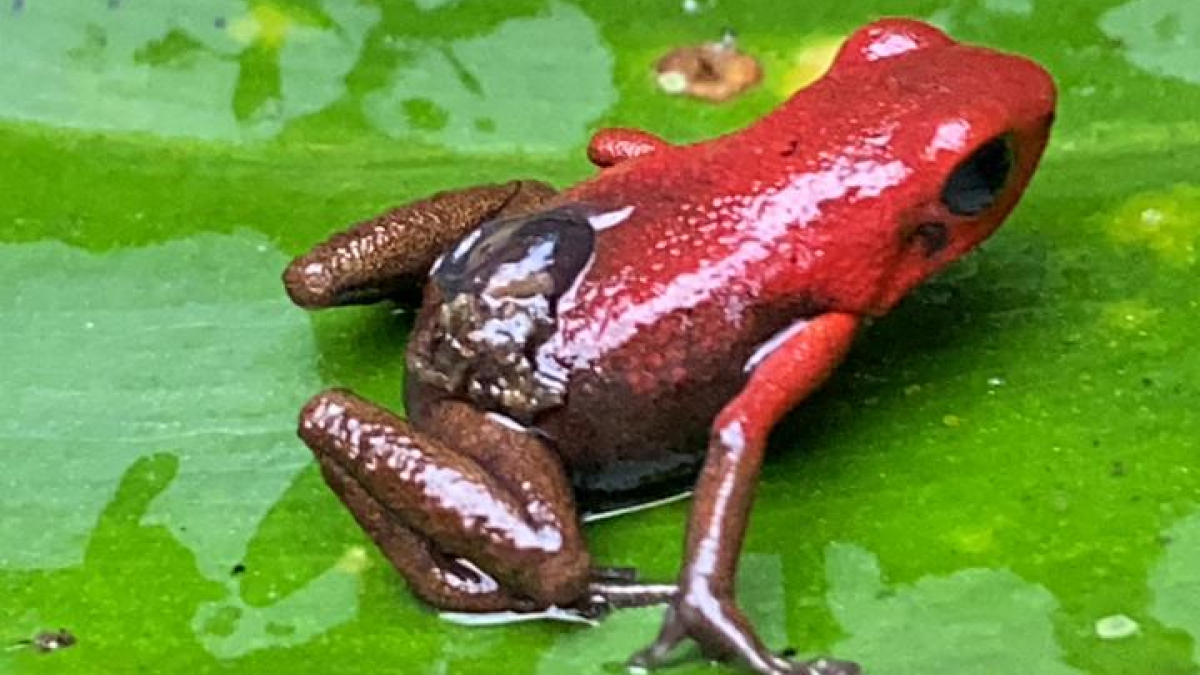 Rana venenosa andina (Andinobates opisthomelas).